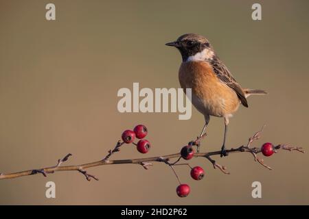 Männlicher Steinechat (Saxicola rubicola) Abruzzen, Italien Stockfoto