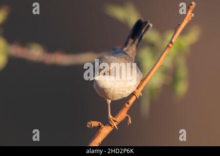 Eine weibliche sardische Waldsänger (Sylvia melanocephala) Stockfoto