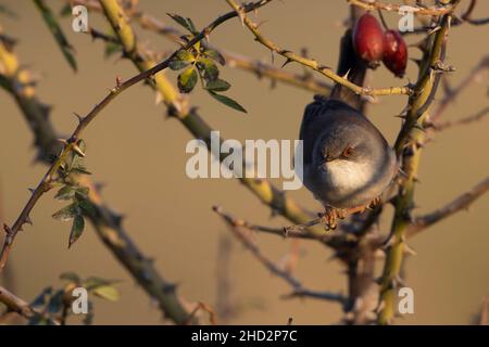 Eine weibliche sardische Waldsänger (Sylvia melanocephala) Stockfoto
