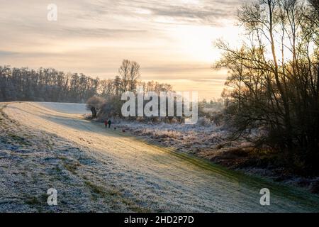 Wandern mit dem Hund in der sumpfigen Gegend in den Auen des Regenflusses IJssel an einem frostigen Winterabend, den Niederlanden Stockfoto