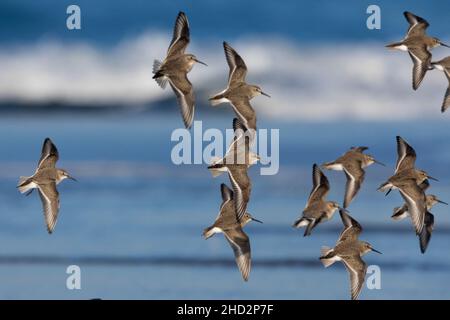 Dunlin (Calidris alpina), Flock in Flight, Kampanien, Italien Stockfoto
