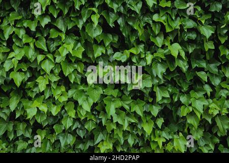 Natürliche Wandverkleidung mit grünem Efeu (Hedera Helix), natürliche Isolierung Stockfoto