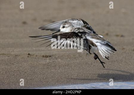 Sanderling (Calidris alba), Seitenansicht eines Jugendlichen beim Start, Kampanien, Italien Stockfoto