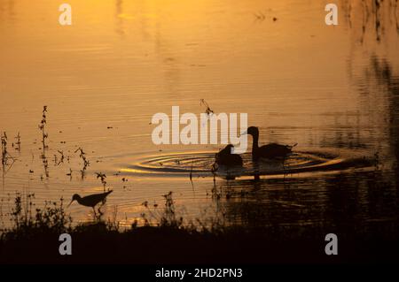 Blaugrün und schräg bei Sonnenuntergang. Der Yala National Park ist ein riesiges Gebiet aus Wald, Grünland und Lagunen, das an den Indischen Ozean im Südosten Sri Lankas grenzt. Hier leben Tiere wie Leoparden, Elefanten und Krokodile sowie Hunderte von Vogelarten. Im Landesinneren ist Sithulpawwa ein altes buddhistisches Kloster. In den nahe gelegenen Höhlen befinden sich jahrhundertealte Felsmalereien. Im Südwesten von Magul Maha Viharaya gibt es auch antike buddhistische Ruinen. Beide sind Wallfahrtsorte. Sri Lanka. Stockfoto