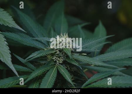 Weibliche Cannabispflanze blühende Blumen aus nächster Nähe Stockfoto
