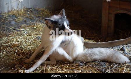 Grauer und weißer arktischer Fuchs in einer Scheune, Alaska USA. Stockfoto
