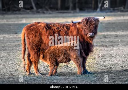 Schottische Highland-Rinderkuh Mit Baby Kalb, Milch Trinkend Stockfoto