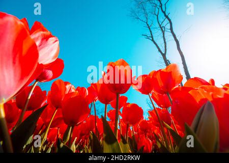 Rote Tulpen. Rote Tulpen im Park von unten. Frühling Blüte Hintergrund Foto. Selektiver Fokus. Stockfoto