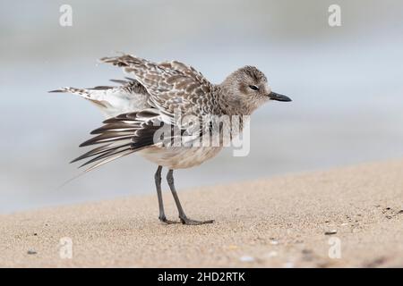 Grauer Pullover (Pluvialis squatarola), Seitenansicht eines erwachsenen Gefieders im Winter, das seine Federn schüttelt, Kampanien, Italien Stockfoto