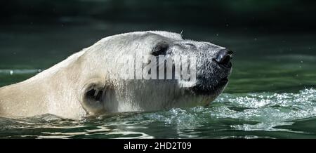 Erwachsener Eisbär (Ursus Maritimus) Schwimmt Durch Kaltes Wasser Stockfoto