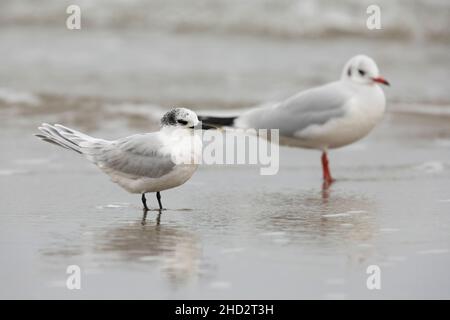 Sandwich Tern (Thalasseus sandvicensis), Seitenansicht eines Erwachsenen im Wintergefieder, der zusammen mit einer Schwarzkopfmöwe im Wasser steht, Kampanien, IT Stockfoto