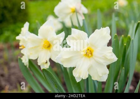 Blühender, gelber Narzissen mit orangefarbenem Kern. Blume auf einem unscharfen Hintergrund an einem sonnigen Tag. Stockfoto