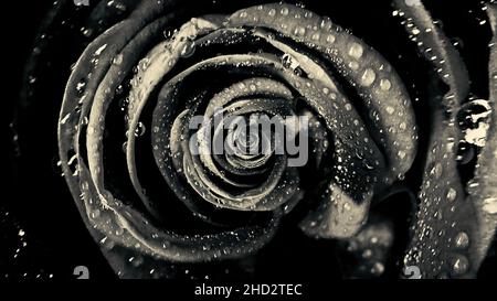 Abstrakt aus schwarzen weichen Rosenblättern, rotierende Blume, nahtlose Schleife. Draufsicht auf die hypnotisch drehende Rosenknospe Stockfoto