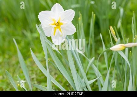 Blühender, gelber Narzissen mit orangefarbenem Kern. Blume auf einem unscharfen Hintergrund an einem sonnigen Tag. Stockfoto