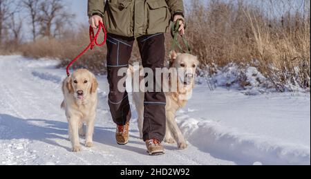 Golden Retriever Hunde auf Winter Natur Stockfoto