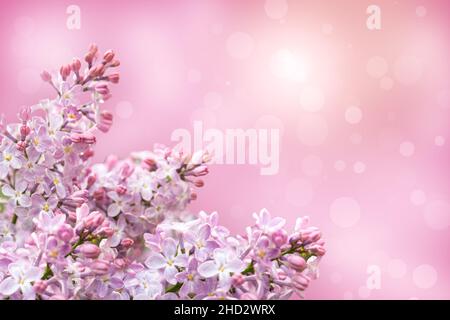 Lila Blumen Haufen auf abstrakt rosa Bokeh Hintergrund. Grußkarte mit Platz für den Text Stockfoto
