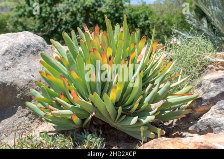 Kumara plicatilis (früher Aloe plicatilis), Fan Aloe, Babylonstoren Sukulenten Garten, Franschhoek, Western Cape, Südafrika, 02. Januar 2022. Stockfoto