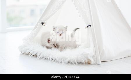 Ragdoll Katze Kätzchen im Studio Stockfoto