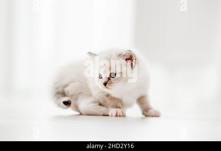 Ragdoll Katze Kätzchen im Studio Stockfoto