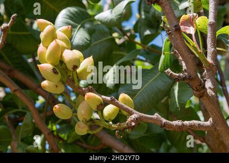 Pistazien auf einem Baum in den Babylonstoren-Gärten, Franschhoek, Westkap, Südafrika, 02. Januar 2022. Stockfoto