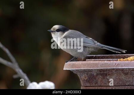 Grey Jay, Camp Robber oder Canada Jay Stockfoto