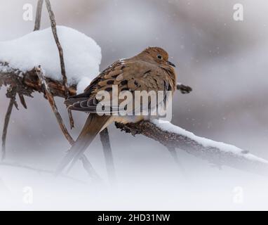 Trauertaube (zenaida macroura) auf einem Zweig im Schnee von Colorado, USA Stockfoto