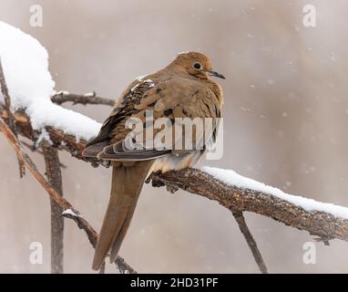 Trauertaube (zenaida macroura) auf einem Zweig im Schnee von Colorado, USA Stockfoto