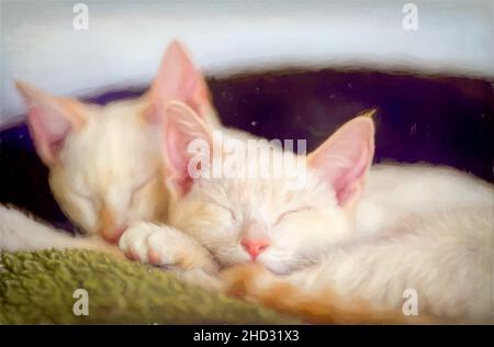 Zwei Niedliche Kätzchen Kuscheln Sich Und Schlafen Zusammen Stockfoto