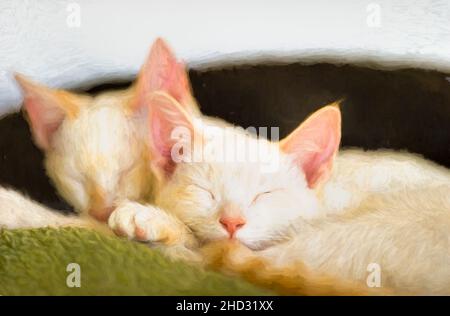 Zwei Niedliche Kätzchen Kuscheln Sich Und Schlafen Zusammen Stockfoto