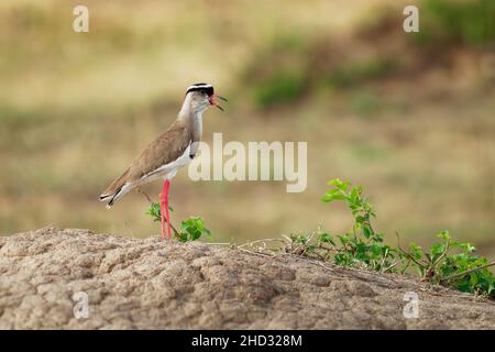 Gekrönter Kiebitz - Vanellus coronatus oder Kronenpflügel, Vogel der Unterfamilie, die von der Küste des Roten Meeres in Somalia bis nach Süden und Südwesten vorkommt Stockfoto