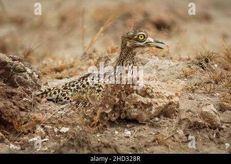 Gefleckte Dickknie - Burhinus capensis auch bekannt als Gefleckter Dikkop oder Cape Thick-knee, Watvögel in der Familie Burhinidae, die in tropischen Regionen beheimatet sind Stockfoto