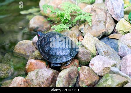 Schildkröten klettern auf dem Stein in der Nähe des Wassers im Teich. Wunderschöne Natur Stockfoto
