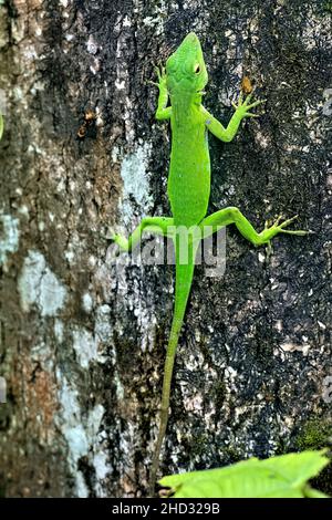 Gemeiner Basilisk (Basiliscus basiliscus) Eidechse, Monteverde Cloud Forest Reserve, Costa Rica Stockfoto