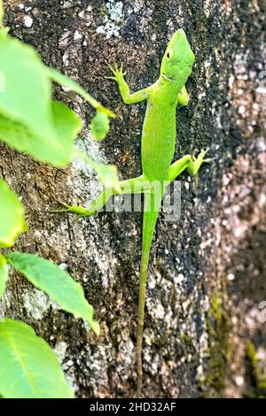 Gemeiner Basilisk (Basiliscus basiliscus) Eidechse, Monteverde Cloud Forest Reserve, Costa Rica Stockfoto