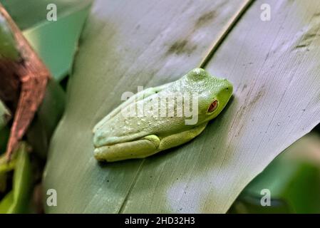Rotäugig-Frosch (Agalychnis callidyas), Monteverde Cloud Forest Reserve, Costa Rica Stockfoto