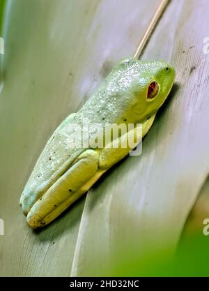 Rotäugig-Frosch (Agalychnis callidyas), Monteverde Cloud Forest Reserve, Costa Rica Stockfoto