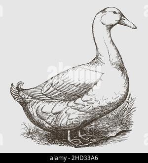 Weißer pekindrake in der Seitenansicht Stock Vektor