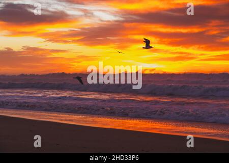 Dramatischer Sonnenuntergang über dem Meer und Silhouette der fliegenden Vögel, Santa Barbara County, Kalifornien Stockfoto