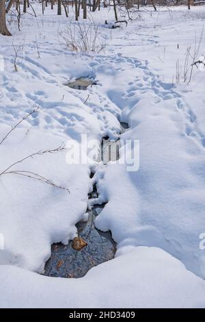 Animal Tracks by an Open Stream im Winter im Crab Tree Nature Center in Illinois Stockfoto