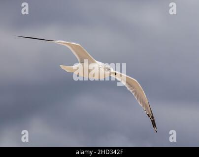 Schöne Ring-billed Möwe fliegen über Lake Okeechobee Stockfoto