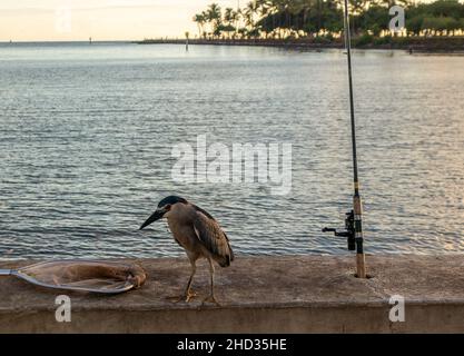 Schwarzkrönender Nachtreiher, der bei Sonnenuntergang auf dem Baum im Ala Moana Regional Park und am Strand von Honolulu, Hawaii, sitzt. Stockfoto