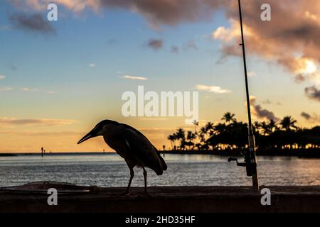 Schwarzkrönender Nachtreiher, der bei Sonnenuntergang auf dem Baum im Ala Moana Regional Park und am Strand von Honolulu, Hawaii, sitzt. Stockfoto