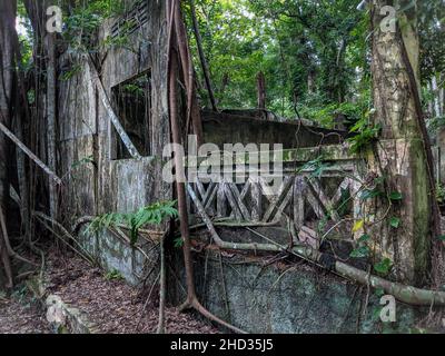 Dschungelruinen im Thomson Nature Park Stockfoto