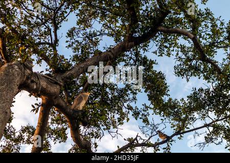 Der schwarz gekrönte Nachtreiher sitzt auf dem Geländer im Ala Moana Regional Park und am Strand von Honolulu, Hawaii, bei Sonnenuntergang. Stockfoto