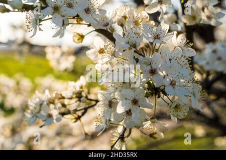Weicher Fokus Nahaufnahme eines Bouquets aus weißer Kirschblüte auf dem Baum im Kopierbereich bei Sonnenuntergang. Grüne Sommerwiese Mit Hellem Sonnenlicht. Sonniger Frühling Stockfoto