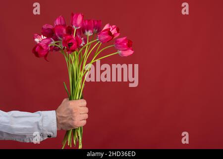 Schöne Live-Tulpen auf einem roten Hintergrund in der Hand eines Mannes. Mock up Stockfoto