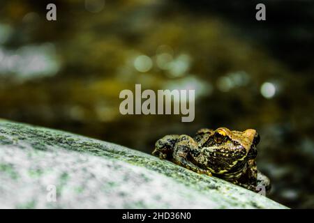 Selektiver Fokus eines iberischen Frosches auf Felsen in einem Wald mit verschwommenem Hintergrund Stockfoto