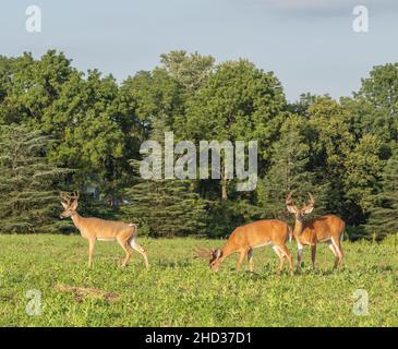 Drei Weißschwanzhirsche mit Geweihen auf dem Feld Stockfoto