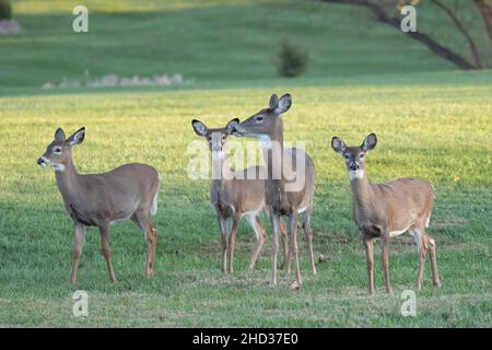 Herde von Weißschwanzhirschen (Odocoileus virginianus), die auf dem Feld grasen. Stockfoto