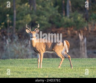 Großer männlicher Weißschwanzhirsch (Odocoileus virginianus) blickt in die Kamera. Stockfoto